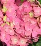 Ballhortensie Hydrangea macr. Endless Sum. 'BLOOMSTAR'® pink