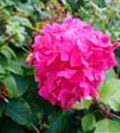 Hortensie Hydrangea macr. Endless Sum. 'BLOOMSTAR'® pink