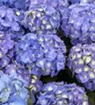 Blütenbälle Bauernhortensie 'Bela' blau