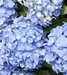 Blaue Blütenbälle Bauernhortensie 'Bela' blau