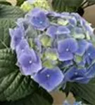 Nahaufnahme Blütenball Bauernhortensie 'Bela' blau