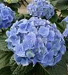Blütenbälle einer Bauernhortensie 'Bela' blau 
