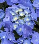 Blüten Tellerhortensie Blaumeise