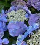 Fernaufnahme Blüten Tellerhortensie Blaumeise