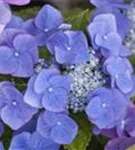 Fernaufnahme Blüten blau