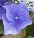 Nahaufnahme Blüte Tellerhortensie Blaumeise