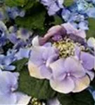 Helle Blüten Tellerhortensie Blaumeise