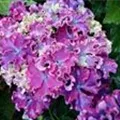 Hydrangea macrophylla 'Curly® Sparkle Blue Purple'