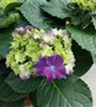 Hortensie 'Curly® Sparkle Blue Purple'