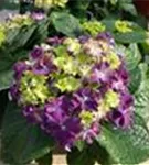 Hortensie Hydrangea macrophylla 'Curly® Sparkle Blue Purple'