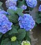 Kräftige Blüten Gartenhortensie 'Early Blue'