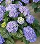 Blütenbälle Gartenhortensie 'Early Blue'
