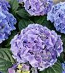 Nahaufnahme Blütenbälle Gartenhortensie 'Early Blue'