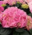 Blüten Bauernhortensie 'Early Pink'