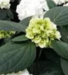 Blüten mit Blatt Bauernhortensie 'First White'®