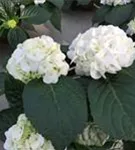 Zwei Blütenbälle einer Bauernhortensie 'First White'®