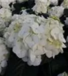 Nahaufnahme Blütenbälle Bauernhortensie 'First White'®