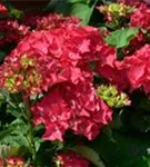 Blüten Hydrangea macrophylla 'Hot Red'®