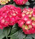 Rote Blüten Hydrangea macrophylla 'Hot Red'®