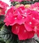 Blüte Hydrangea macrophylla 'Hot Red'®