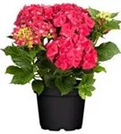 Artikelbild Hydrangea macrophylla 'Hot Red'®