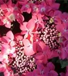 Nahaufnahme Blüten pink Hydrangea macrophylla 'Kardinal'