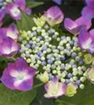 Helle Blüten Hydrangea macrophylla 'Kardinal' violet