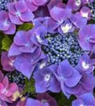Nahansicht Blüten lila Hydrangea macrophylla 'Kardinal' violett