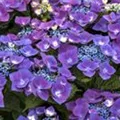 Blüten violet Hydrangea macrophylla 'Kardinal' violet