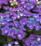 Blüten violet Hydrangea macrophylla 'Kardinal' violet