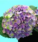 Blütenball Hydrangea macrophylla 'Magical Amethyst'® blau