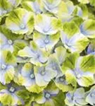 Blüten blau-grün Hydrangea macrophylla 'Magical Amethyst'® blau
