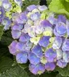Blaue Blüten Hydrangea macrophylla 'Magical Amethyst'® blau