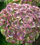 Helle Blüten Hydrangea macrophylla 'Magical Amethyst'® blau