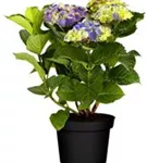 Artikelbild Hydrangea macrophylla 'Magical Amethyst'® blau