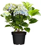 Artikelbild blaue Blüten Hydrangea macrophylla 'Magical Amethyst'® blau