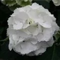 Weiße Blüten Bauernhortensie 'Magical Anouk'