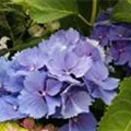 Blaue Blüten Bauernhortensie 'Magical Bluebells'