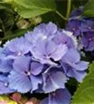 Blaue Blüten Bauernhortensie 'Magical Bluebells'