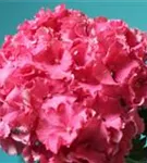 Nahaufnahme Pinker Blütenball