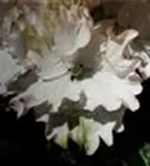 Blüten Hydrangea macrophylla 'Magical Cleopatra (Claire)'