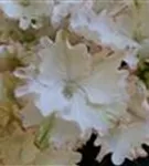Nahansicht Blüten Hydrangea macrophylla 'Magical Cleopatra (Claire)'