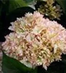 Rosa Blüten Hydrangea macrophylla 'Magical Cleopatra (Claire)'