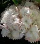 Helle Blüten Hydrangea macrophylla 'Magical Cleopatra (Claire)'