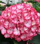Blüten pink Hydrangea macrophylla 'Magical Colourdream'® rosa