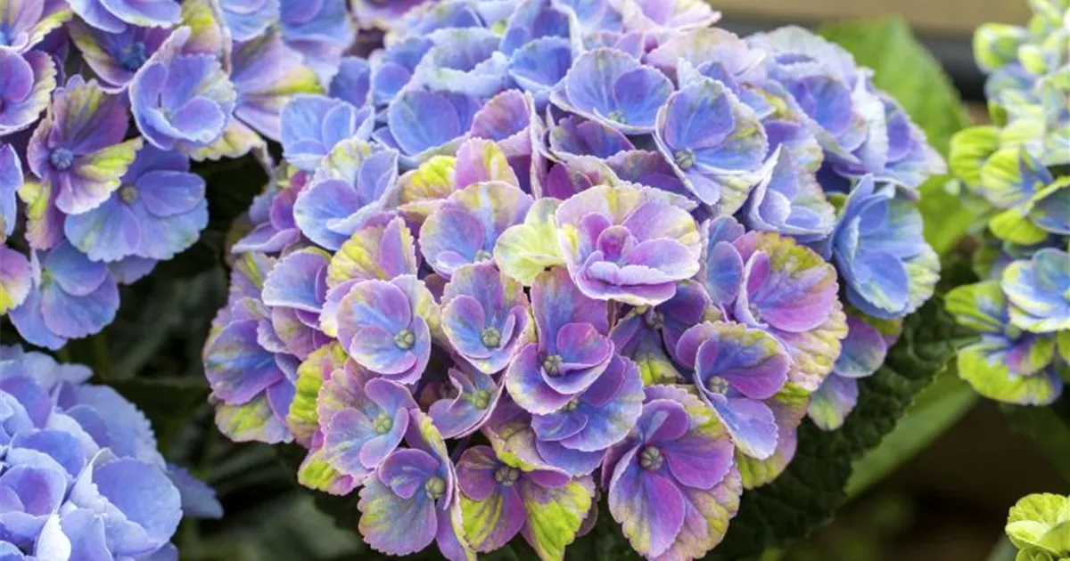 Bauernhortensie 'Magical Coral'® blau kaufen