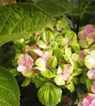Hlle Blüten Hydrangea macrophylla 'Magical Coral'® rosa