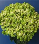 Grüne Blüten Hydrangea macrophylla 'Magical Coral'® rosa