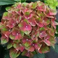 Nahaufnahme Blüten Hydrangea macrophylla 'Magical Crimson'®