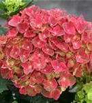 Blüten Hydrangea macrophylla 'Magical Crimson'®